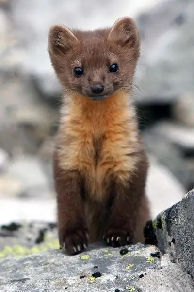 jeune-pine-marten