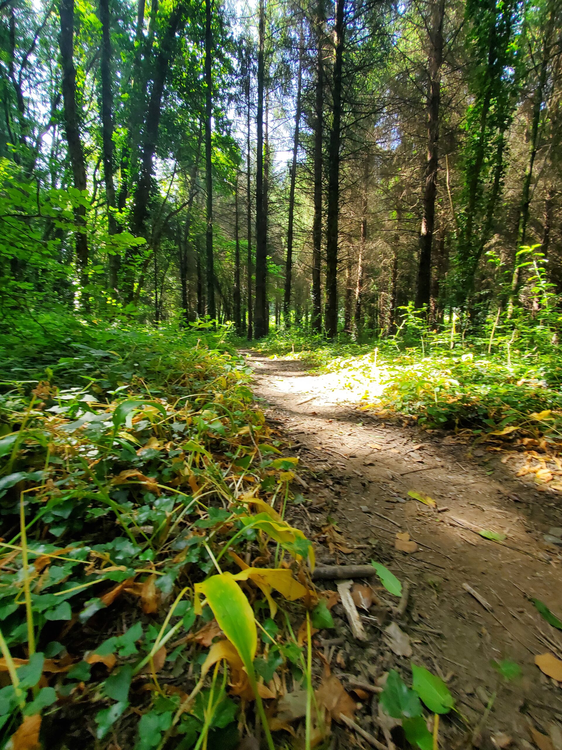 sentier-01