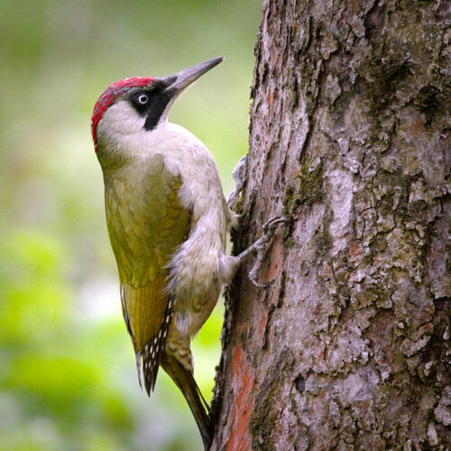 Mrs_woodpecker_(26614377792)