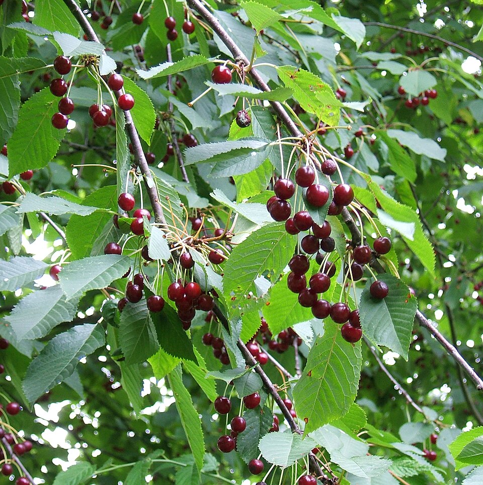 Prunus_avium_fruit