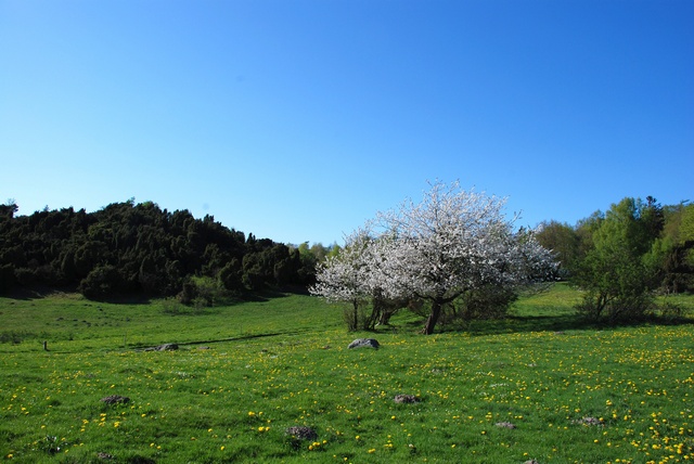 cerisier-sauvage-gugnier-merisier-jcs-prunus-avium-37012