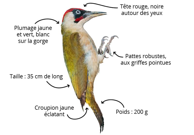 comment-le-reconnaitre-pivert